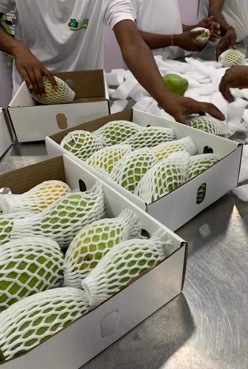 Drumstick (Moringa) — export-grade from India