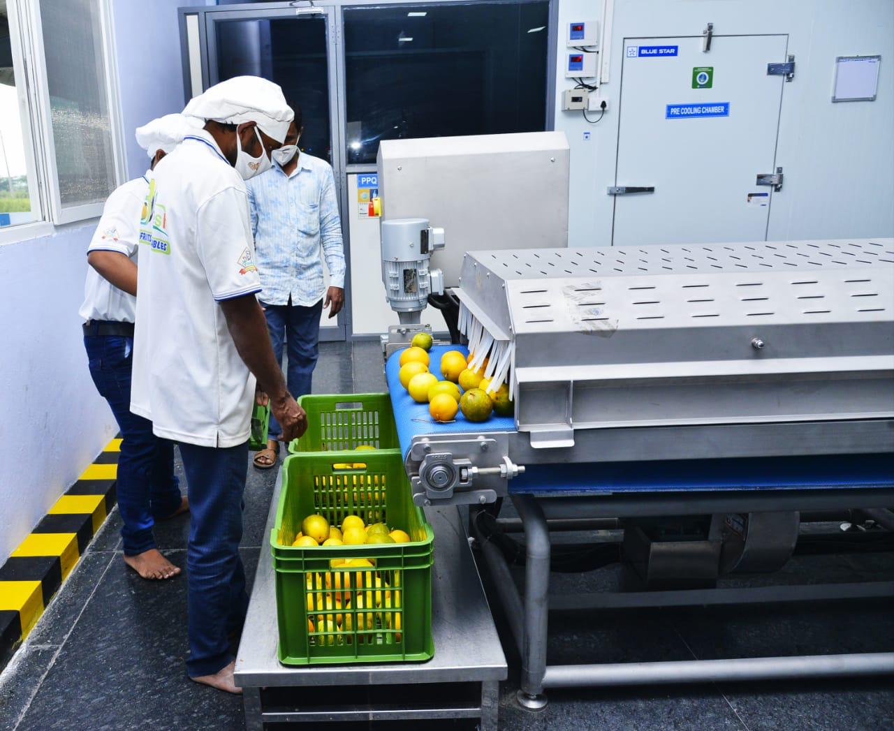 Export-grade fresh vegetables from India