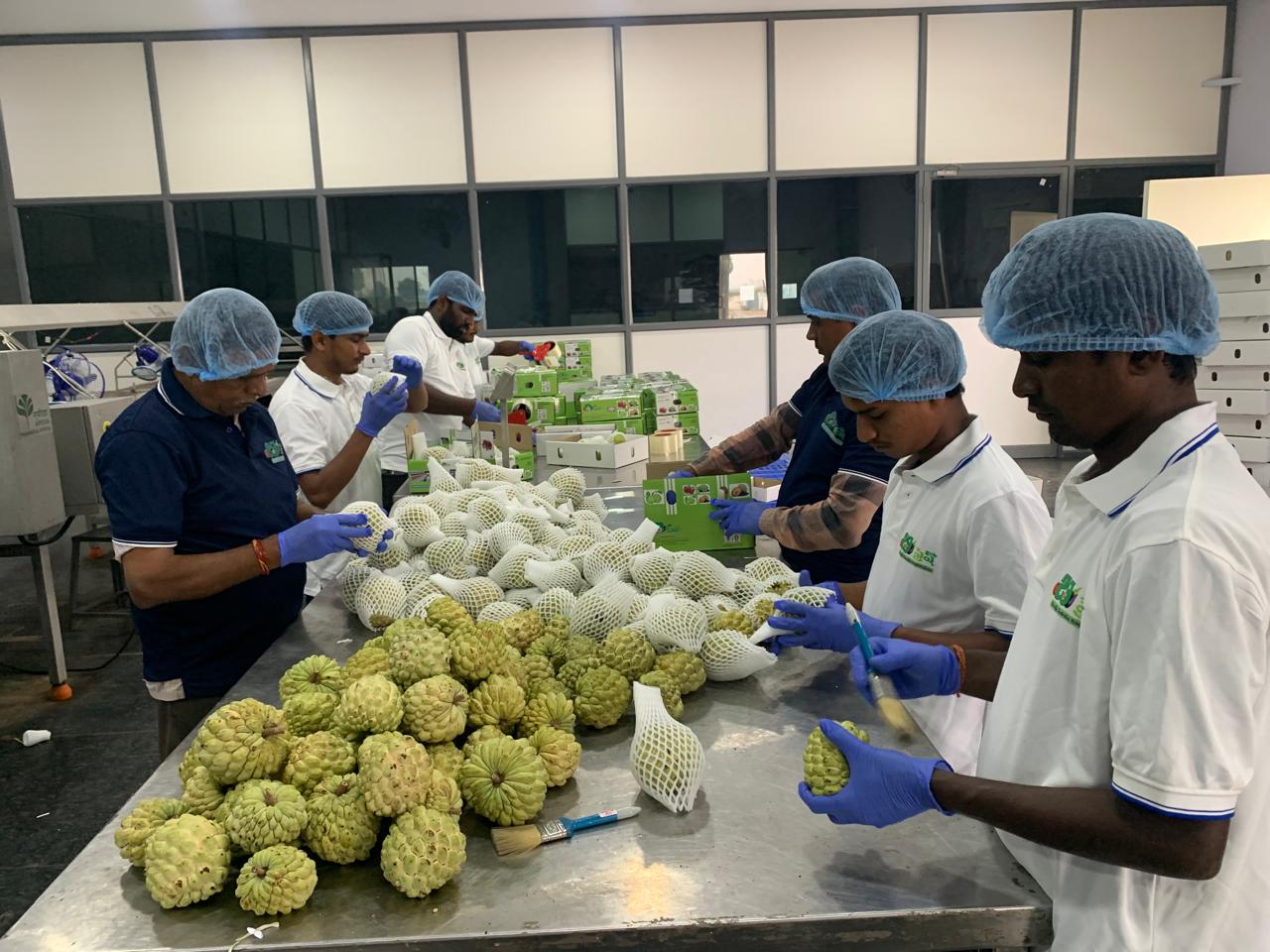 Bitter Gourd — export-grade from India